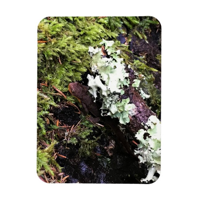 Salamander versteckt sich unter Log, Washington Magnet (Vertikal)