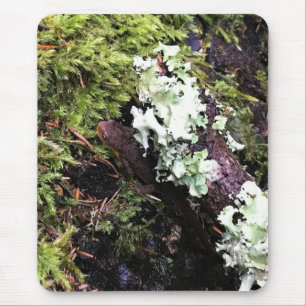 Salamander versteckt sich unter Log, Washington Mousepad