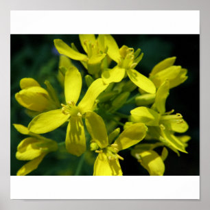 Salat Blume Erweiterung des Fotos Poster