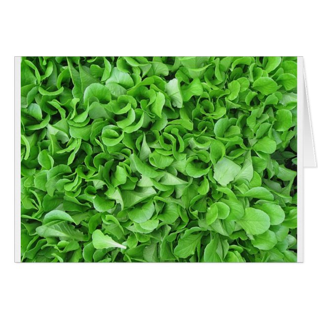 Salatliebhaber (Vorderseite (Horizontal))