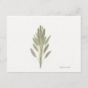 Salbeikraut botanischer Pflanzenkunst-Druck Postkarte