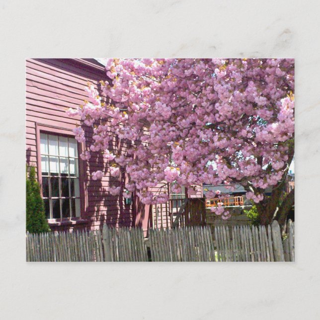 Salem Pink Blossoms Postkarte (Vorderseite)