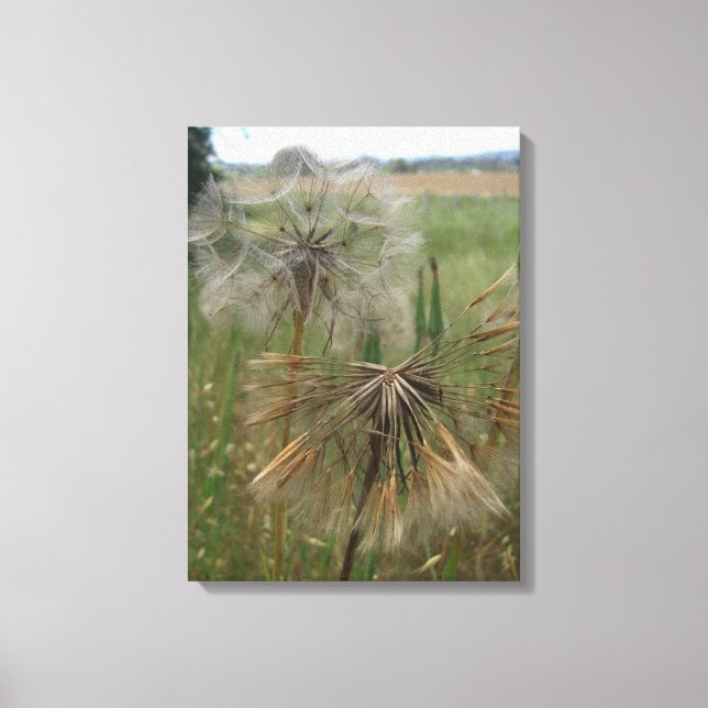 Salify Seeds in Field Wrapped Canvas Leinwanddruck (Vorderseite)