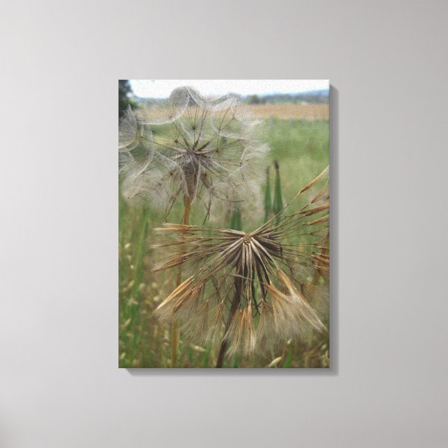 Salify Seeds in Field Wrapped Canvas Leinwanddruck (Vorderseite)