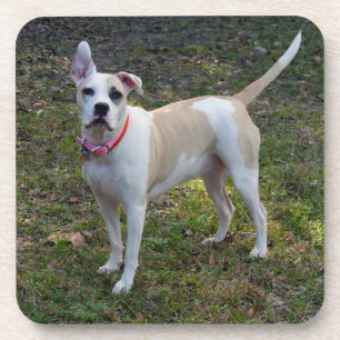 Sally - Ein geretteter Hund Untersetzer