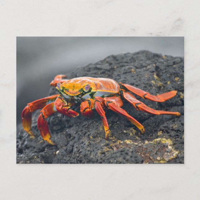 Sally Lightfoot Crab Postkarte (Vorderseite)