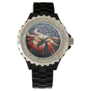 Sally lightfoot Krabbe auf einem schwarzen Armbanduhr
