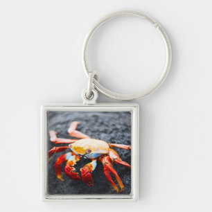 Sally lightfoot Krabbe auf einem schwarzen Schlüsselanhänger