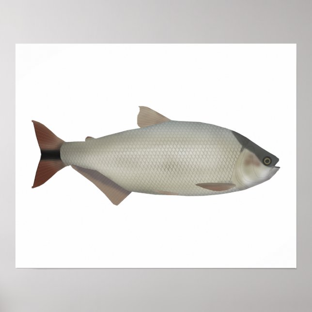 Salmón de rio poster (Vorne)