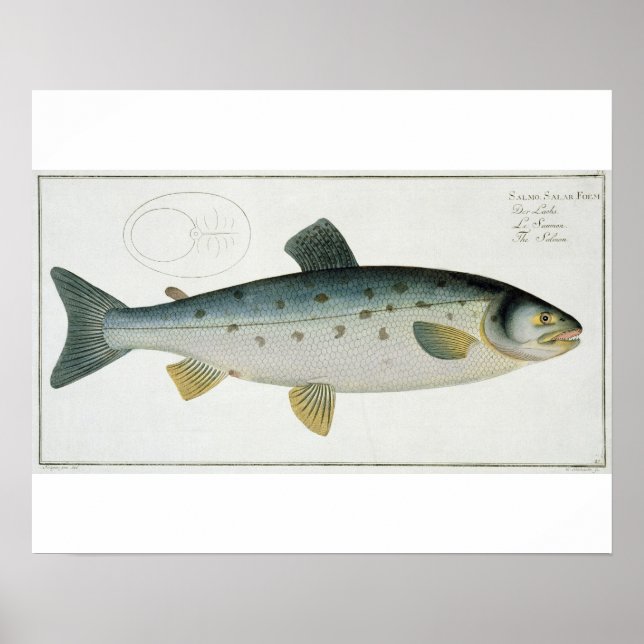 Salmon (Salmo Salar) plate XX from 'Ichthyologie, Poster (Vorne)