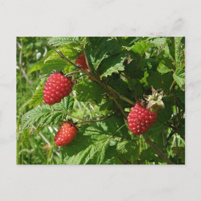 Salmonbeeren auf der Insel Unalaska Postkarte (Vorderseite)