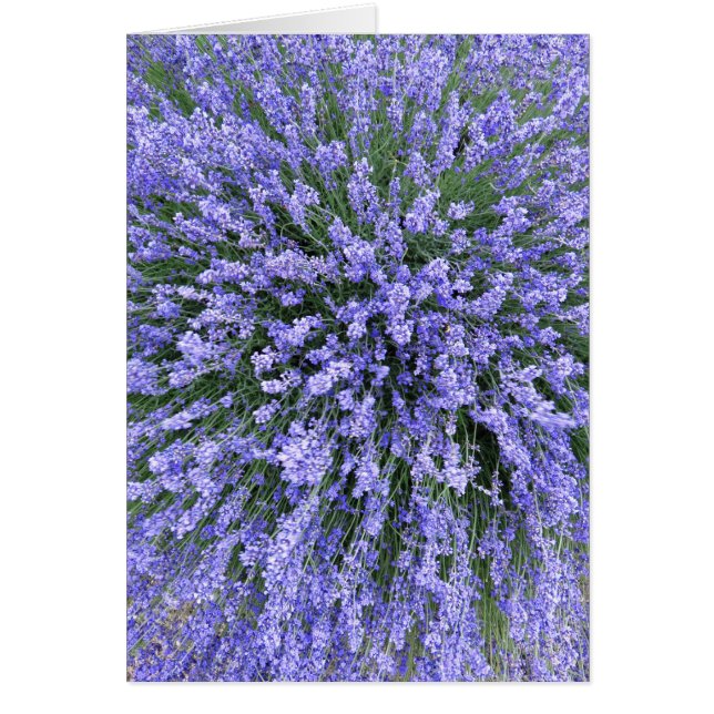 Salon de mai (Devant)