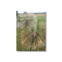 Salsify Graines dans la toile enrobée en champ
