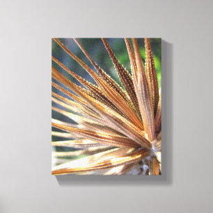Salsify Spiky Seed Pod Leinwanddruck