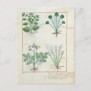 Salt Bush und Anthora Absinthium und Cardamom Postkarte