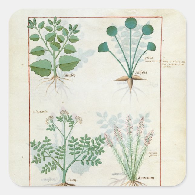 Salt Bush und Anthora Absinthium und Cardamom Quadratischer Aufkleber (Vorderseite)