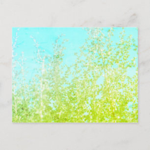 Saltbush Blätter Sky Frame Minimalistische Postcar Postkarte