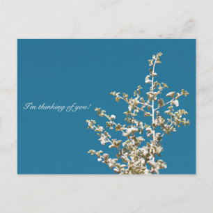 Saltbush Blätter Sky Ich denke an dich Postcard Postkarte