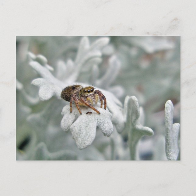 Salticid Jumping Spider auf Dusty Miller Postkarte (Vorderseite)