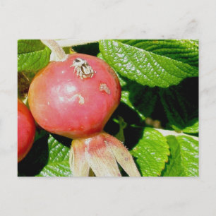 Salticid Jumping Spider on Beach Rose Hips Postkarte
