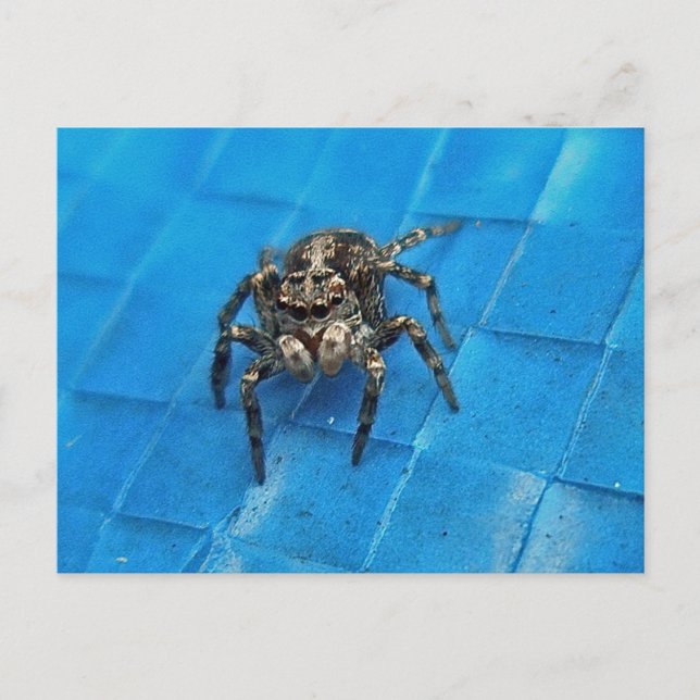 Salticide Black & White Jumping Spider Postcard Postkarte (Vorderseite)