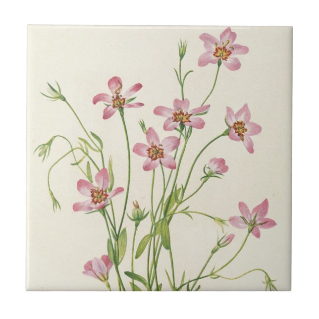 Saltmarsh Rosegentian von Mary Vaux Walcott Fliese (Vorderseite)