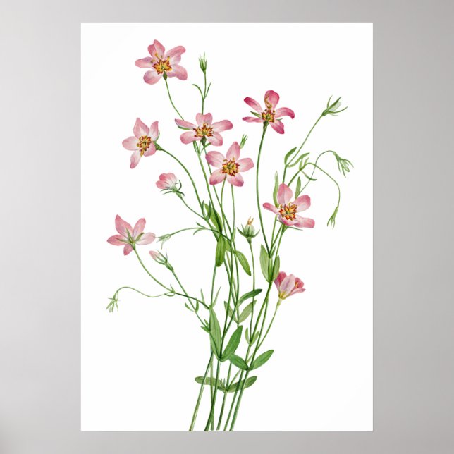 Saltmarsh Rosegentian von Mary Vaux Walcott Poster (Vorne)