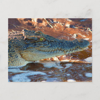 Saltwater Crocodile Postkarte