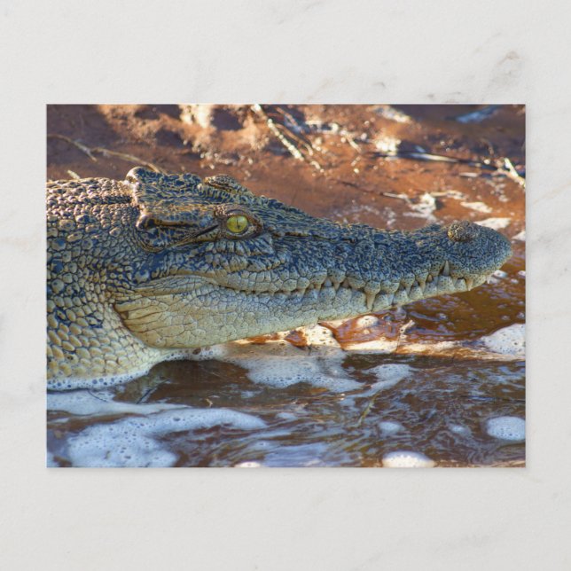 Saltwater Crocodile Postkarte (Vorderseite)