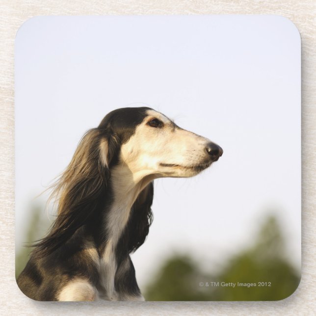 Saluki 2 untersetzer (Vorderseite)