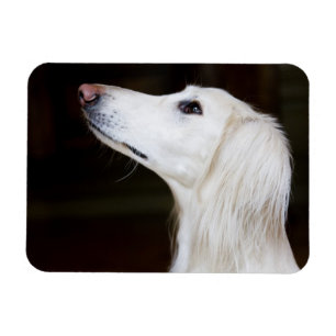 Saluki, das oben schaut magnet