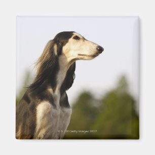Saluki Magnet