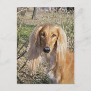 saluki.png postkarte