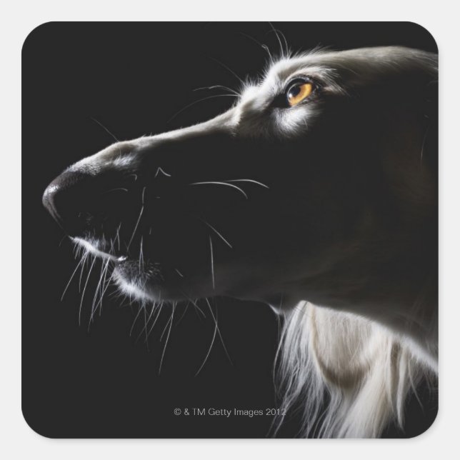 Saluki, Portrait Quadratischer Aufkleber (Vorderseite)