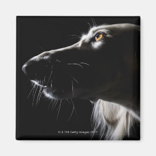 Saluki, Porträt Magnet