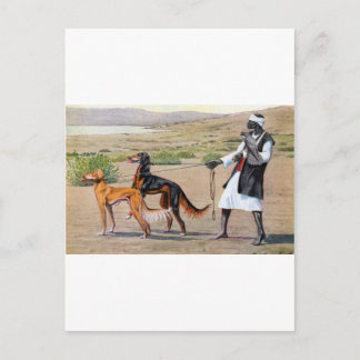 Saluki Postkarte