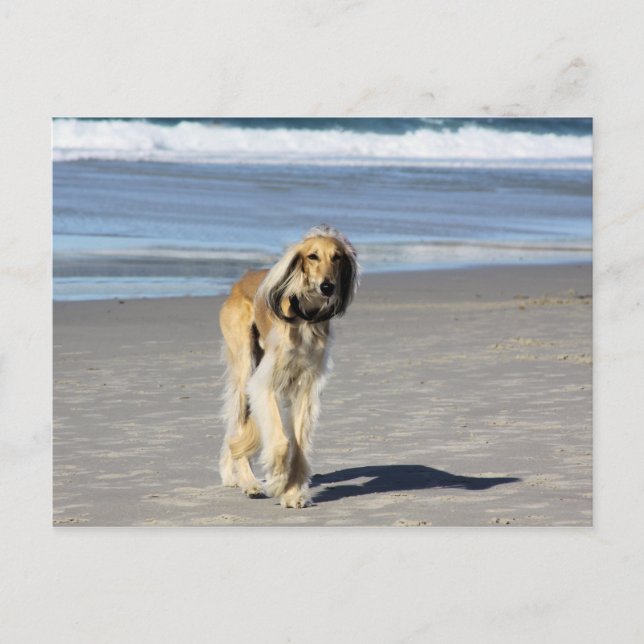 Saluki Spaziergang am Strand Postkarte (Vorderseite)