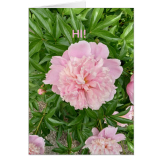 Salutations de Salut ! Ce joli pivoine rose.
