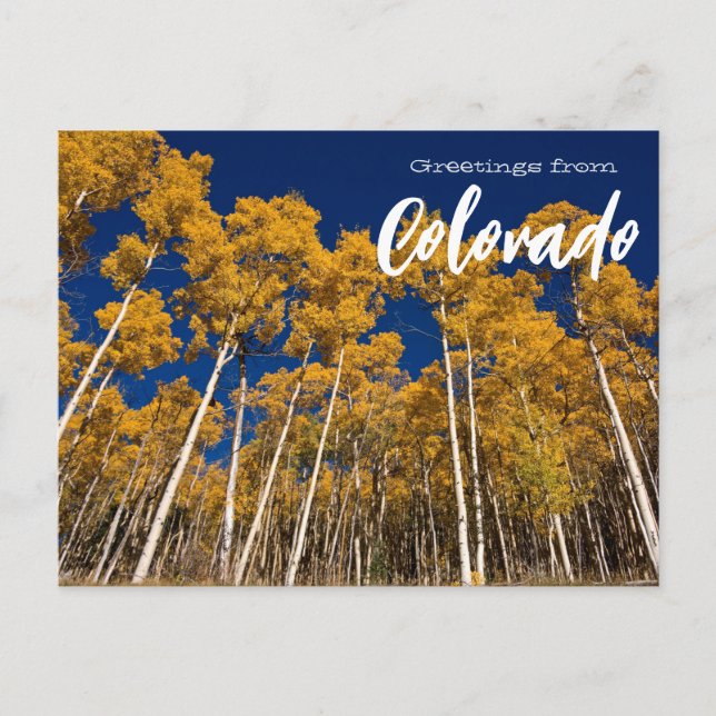 Salutations du Colorado Carte Postale Aspen Trees (Devant)