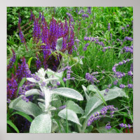 Salvia Lambs Ohr und Lavandar Poster