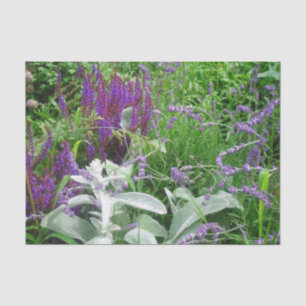 Salvia Lambs Ohr und Lavender Seidenpapier