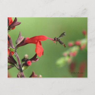 Salvia & Native Bee Postcard Postkarte