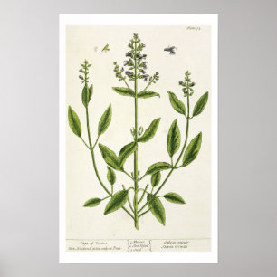 Salviam von 'A Curious Herbal', 1782 (Farbe engr. Poster