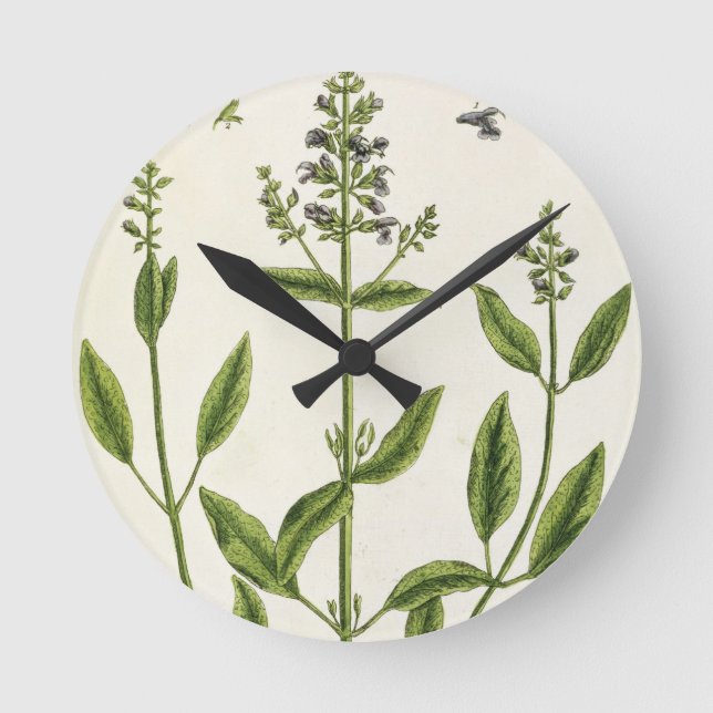 Salviam von 'A Curious Herbal', 1782 (Farbe engr. Runde Wanduhr (Vorderseite)