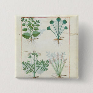 Salz Bush und Anthora Absinth und Kardamom Button