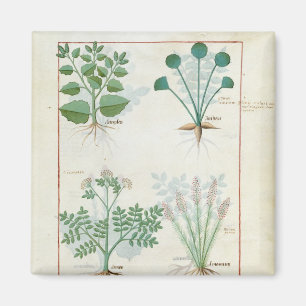 Salz Bush und Anthora Absinth und Kardamom Magnet