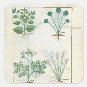 Salz Bush und Anthora Absinth und Kardamom Quadratischer Aufkleber