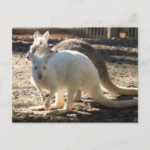 Salz & Pepper Wallaby's Postkarte