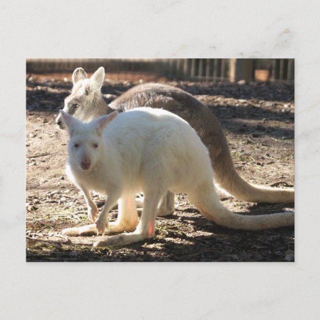 Salz & Pepper Wallaby's Postkarte (Vorderseite)