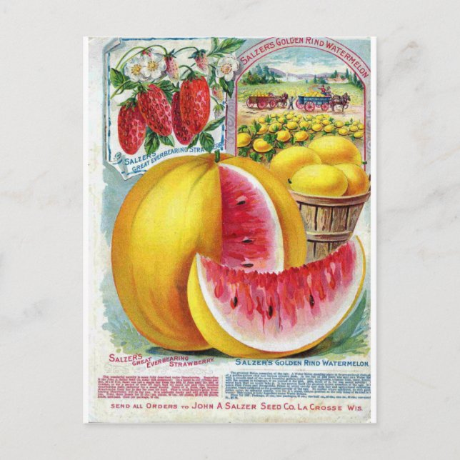 Salzer Wassermelonen Postkarte (Vorderseite)